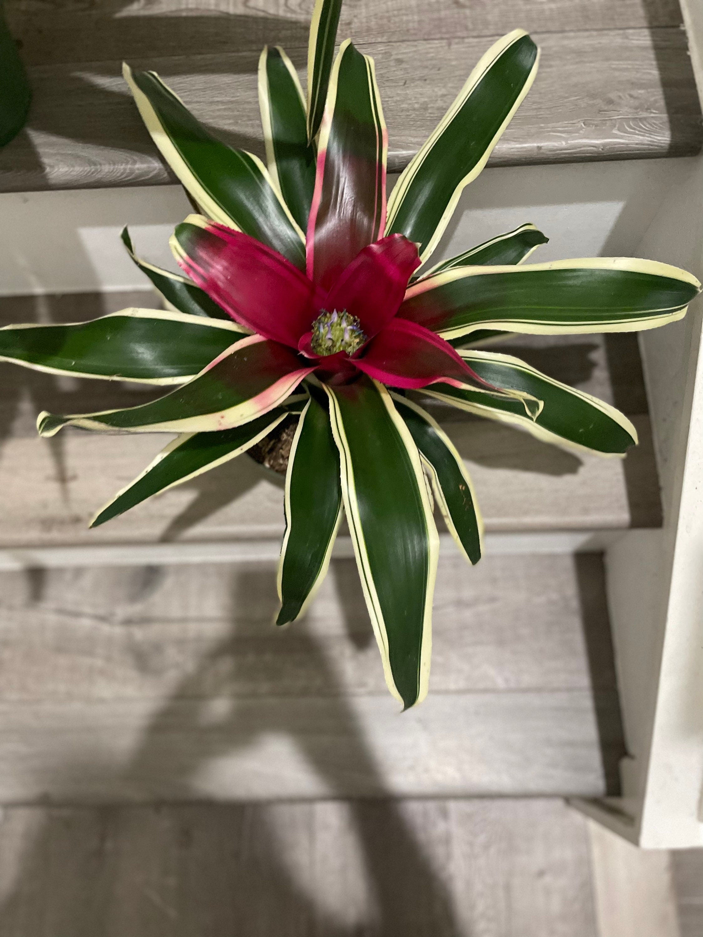 large 6 inch potted-Bromeliad Neoregelia Variegated -easy care keep water in flower cup! Madame Van Durme-V” violet center-not exact