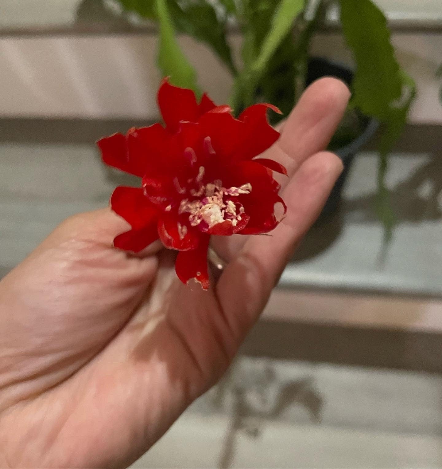 XL -1 gallon -rare red flower epiphyllum-exact plant as picture -blooming as of 10/1- small red flowers noid Disocactus hybrid .
