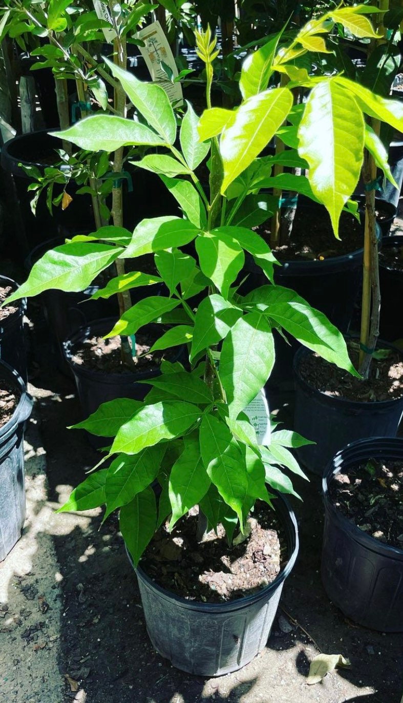 Ice Cream Bean Tree, seed grown. Sweet cotton candy like fruit-These are acclimated outdoors, grown in full sun. Expect leaf blemish