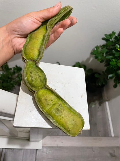 Ice Cream Bean Tree, seed grown. Sweet cotton candy like fruit-These are acclimated outdoors, grown in full sun. Expect leaf blemish