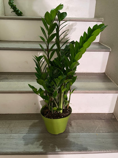 ZZ plant (Zamioculcas zamiifolia)-easy care- air purifier-handles low light- multiple size option