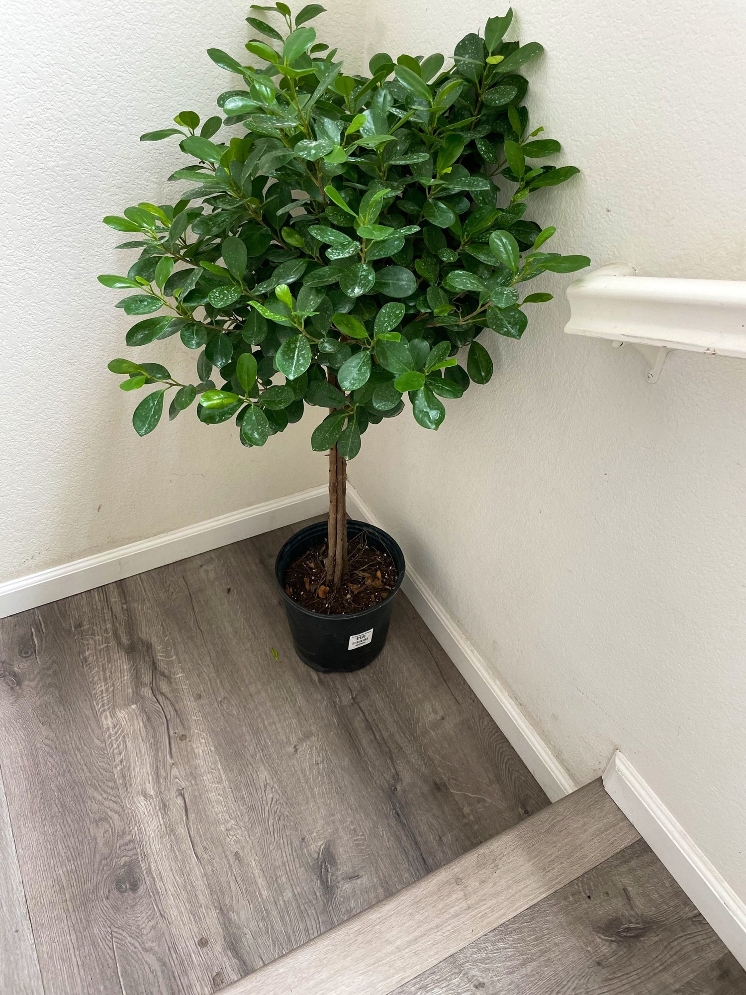 3ft tall -Ficus Moclame in 10 inch pot  , standard tree form with thick trunk -Ships in growers pot free ground shipping-modern