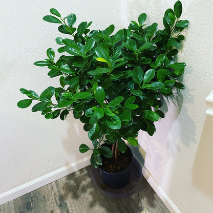 3ft tall -Ficus Moclame in 10 inch pot  , standard tree form with thick trunk -Ships in growers pot free ground shipping-modern