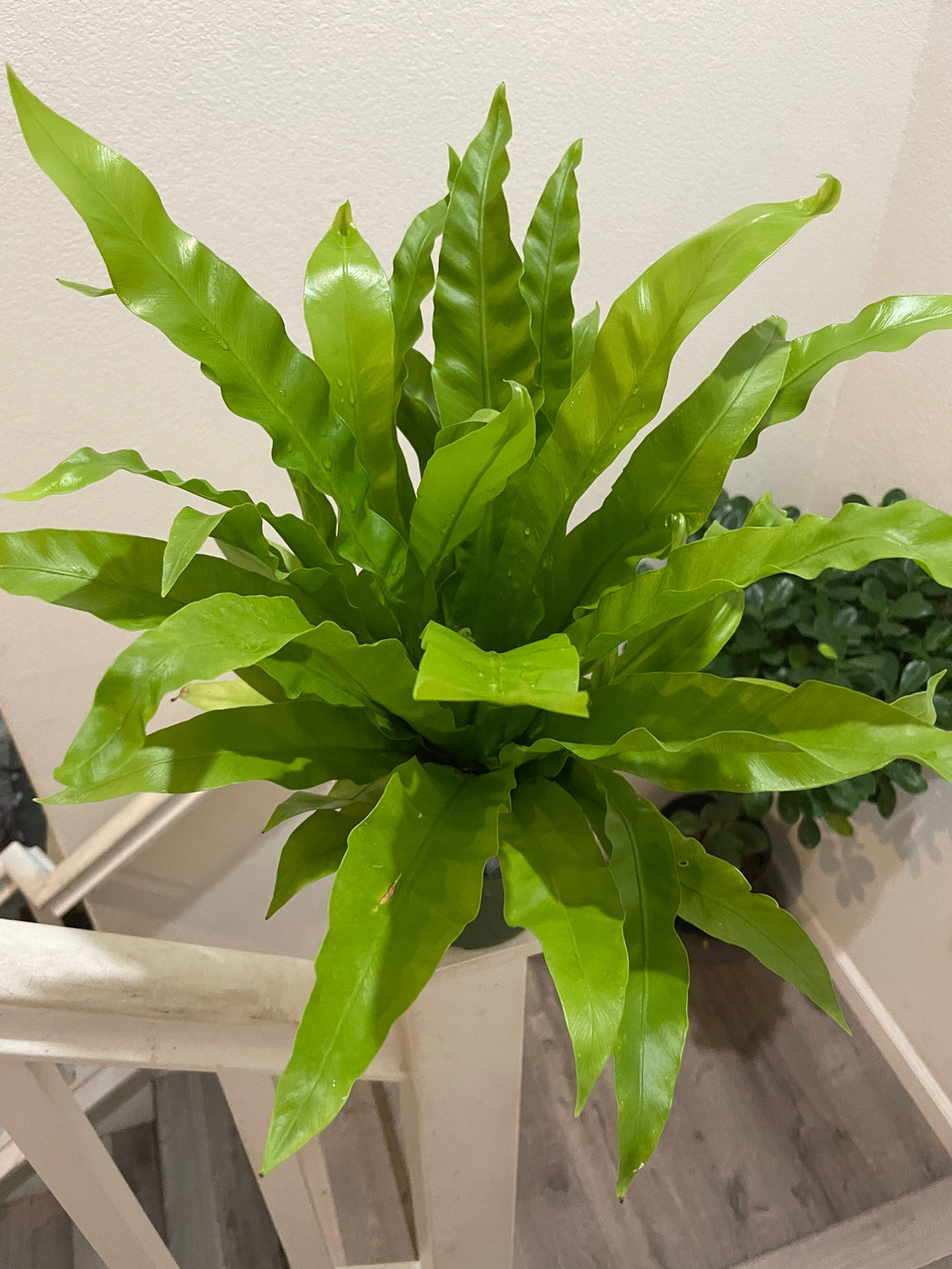 6 inch potted live plant -Birds Nest Fern -Easy care, air purifier,low light