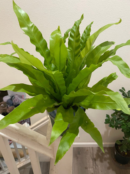 6 inch potted live plant -Birds Nest Fern -Easy care, air purifier,low light