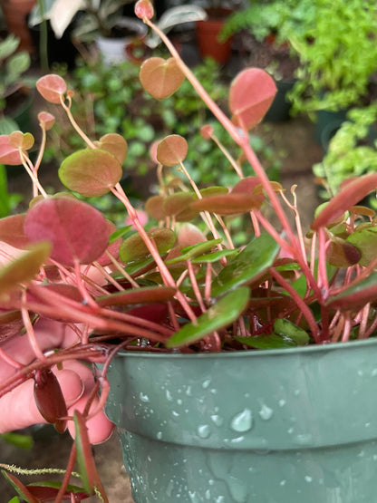 Peperomia Pepperspot Money Plant, Houseplant, Live Plant, Dorm Plant, Succulent-not exact plant -trailing