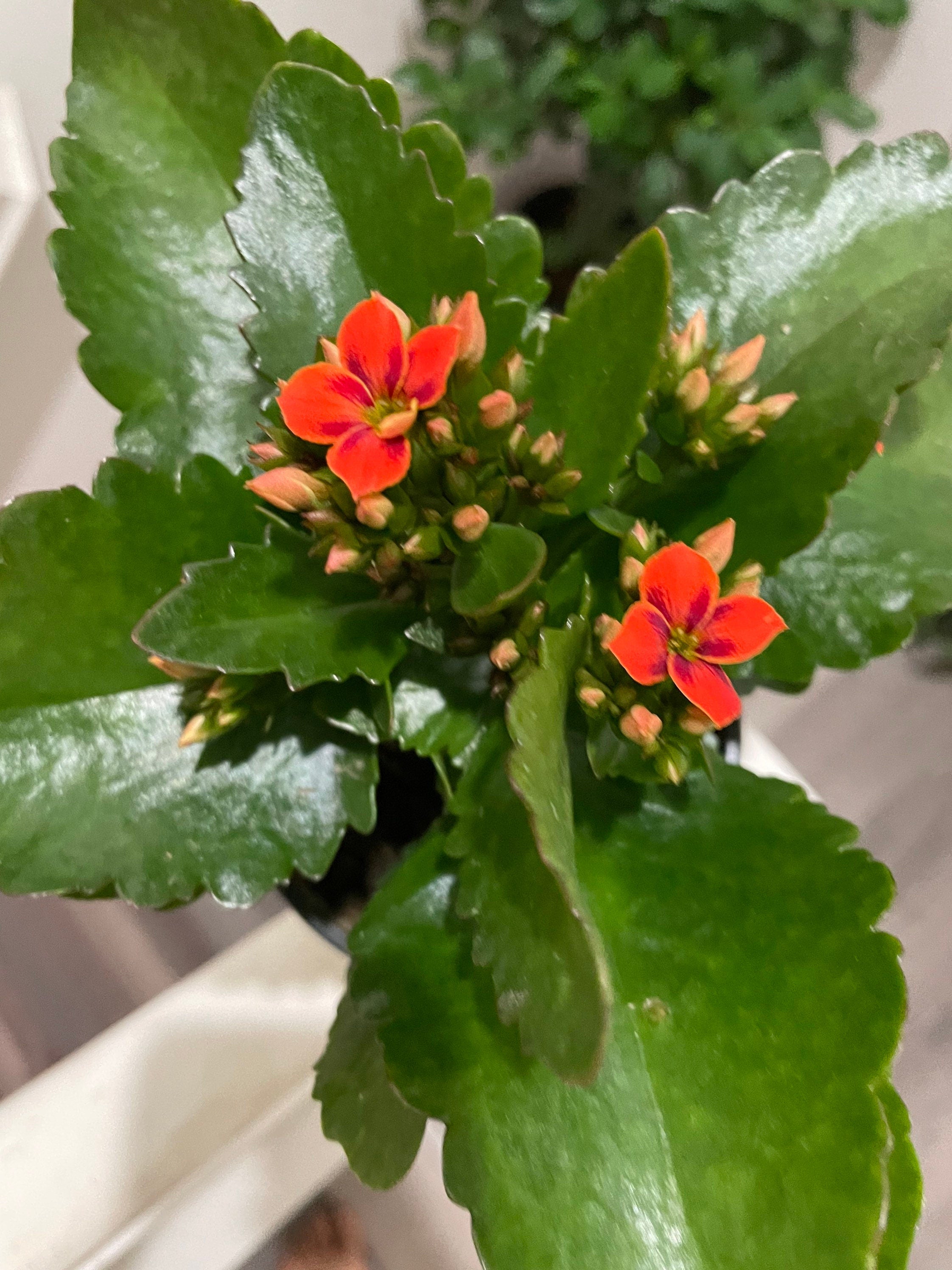 4 inch Live potted --bi color kalanchoe-orange  and black hard to find