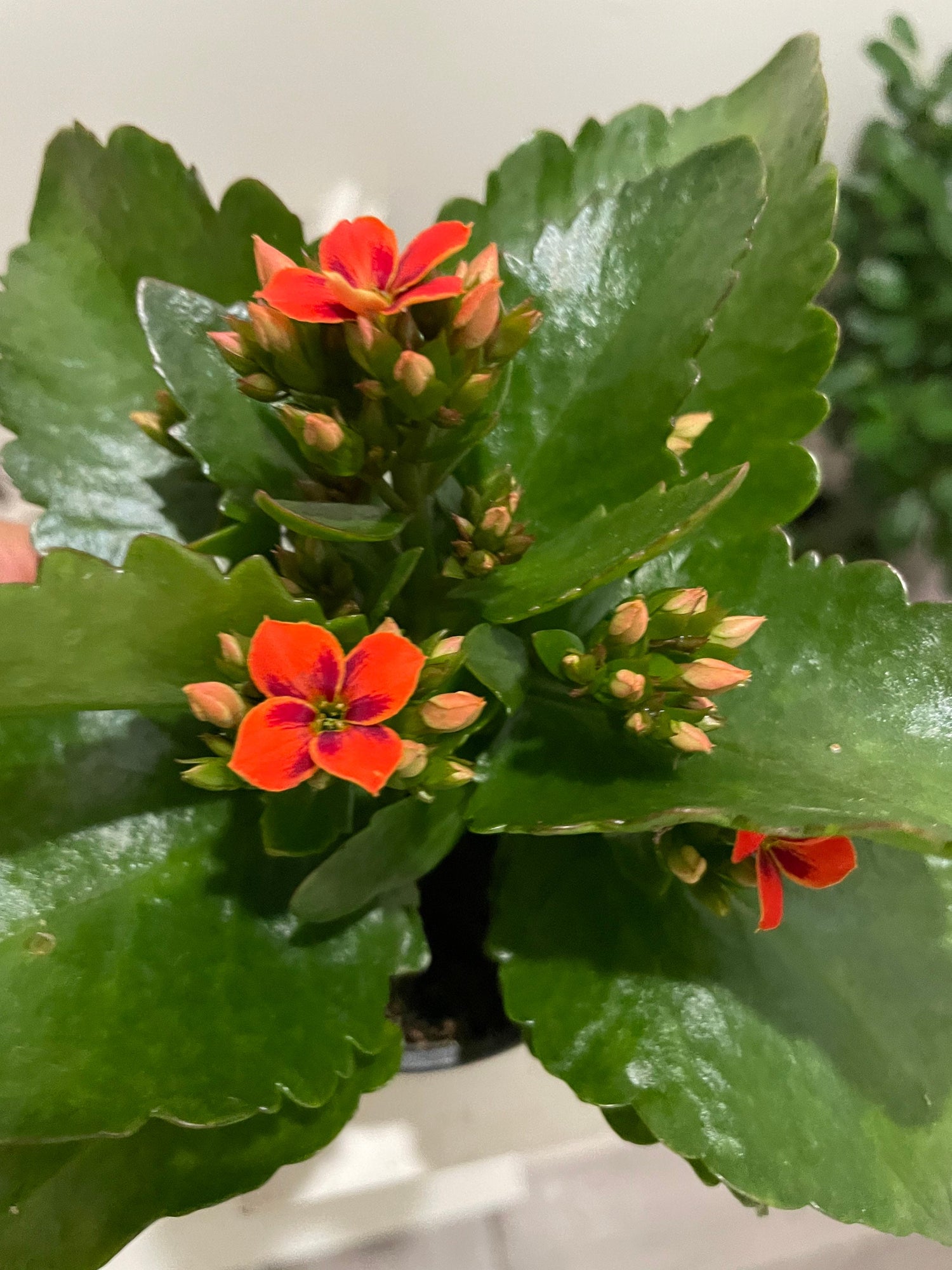 4 inch Live potted --bi color kalanchoe-orange  and black hard to find