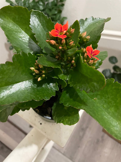 4 inch Live potted --bi color kalanchoe-orange  and black hard to find