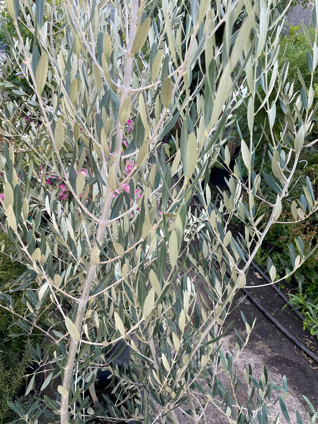 XXXL -6-7ft- Fruiting Size!!!! Live olive tree -ships in growers pot-Indoors/outdoors-easy care -hard to find this size-Arbequina Olive Tree