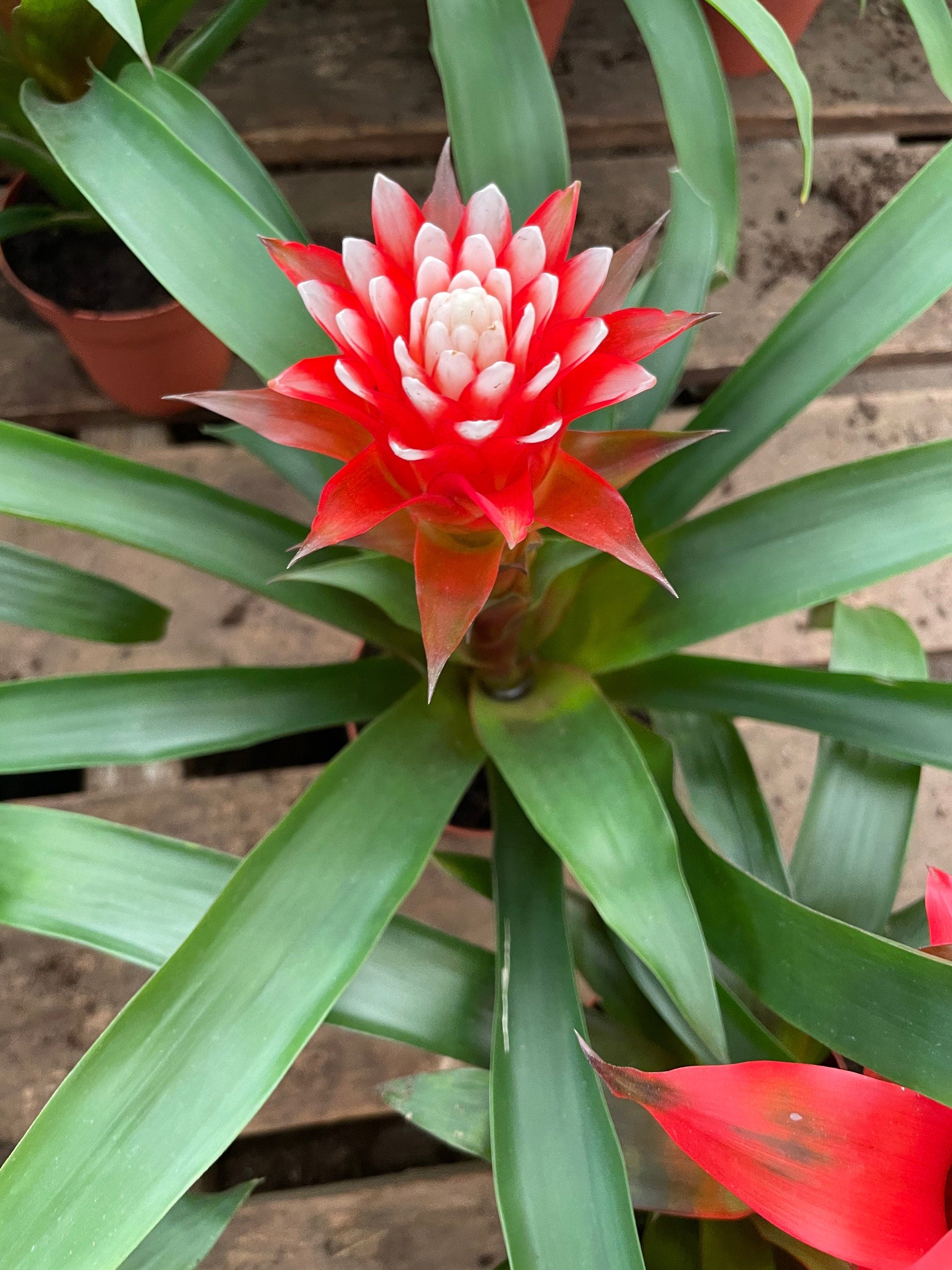 4 inch potted-BROMELIAD –red and white flowers grown indoors. soiless , water the flower cups!