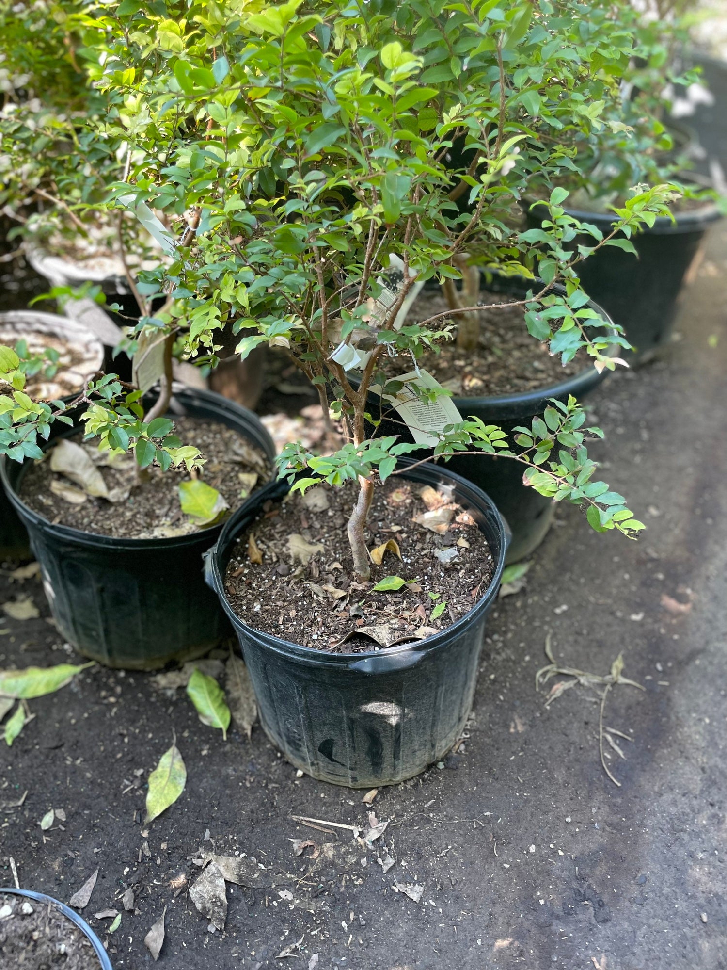 2 gallon potted exotic fruit -Jabuticaba - Brazilian grapes - large grape like fruit grows on trunks -2 to 3 years old