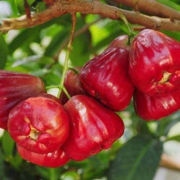 Fruiting size  -red wax apple -these are air layered from fruiting mature trees . Jambu -Malay apple-Syzygium samarangense -hard to find