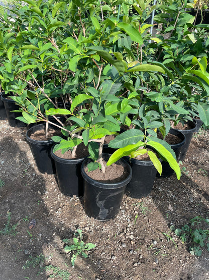 Fruiting size  -red wax apple -these are air layered from fruiting mature trees . Jambu -Malay apple-Syzygium samarangense -hard to find