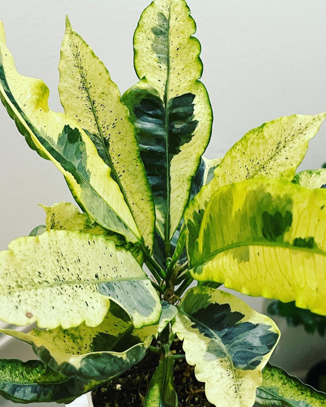 4 inch pot variegated croton Tamara -Codiaeum variegatum