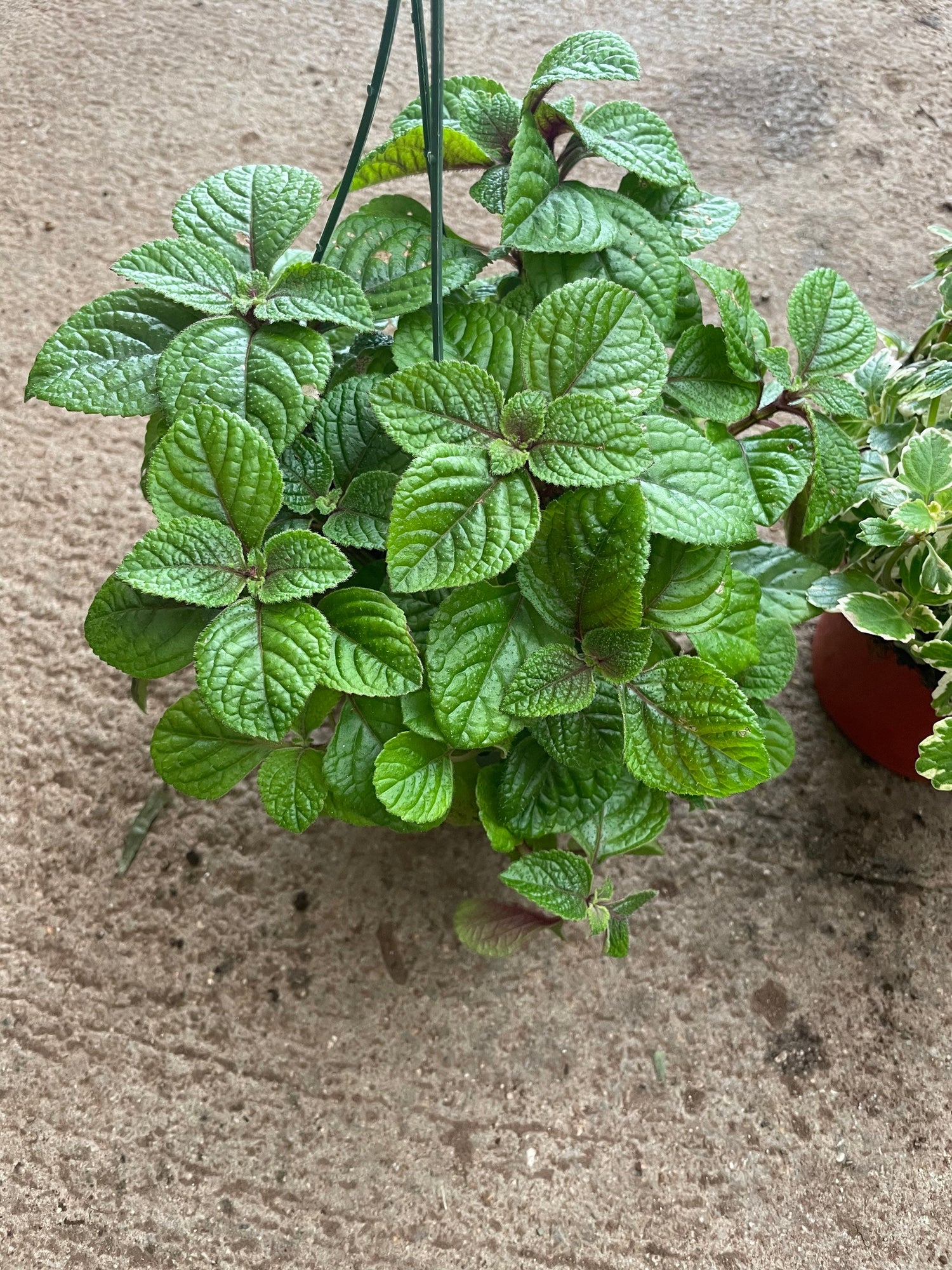 Large 6 inch potted a-Elegant green creeping Charlie  Vine- pilea nummulariifolia-evergreen trailing indoors or outdoors-easy care