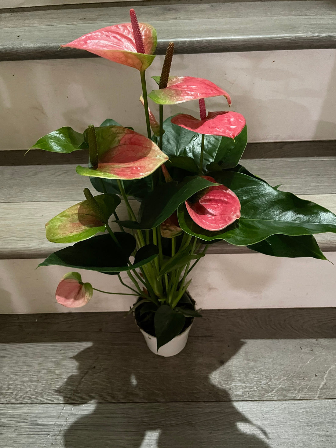 4 in potted live plant - Collectors Pink Anthurium Bicolor green and white - easy care, air purifier. This one has large blooms -vigorous