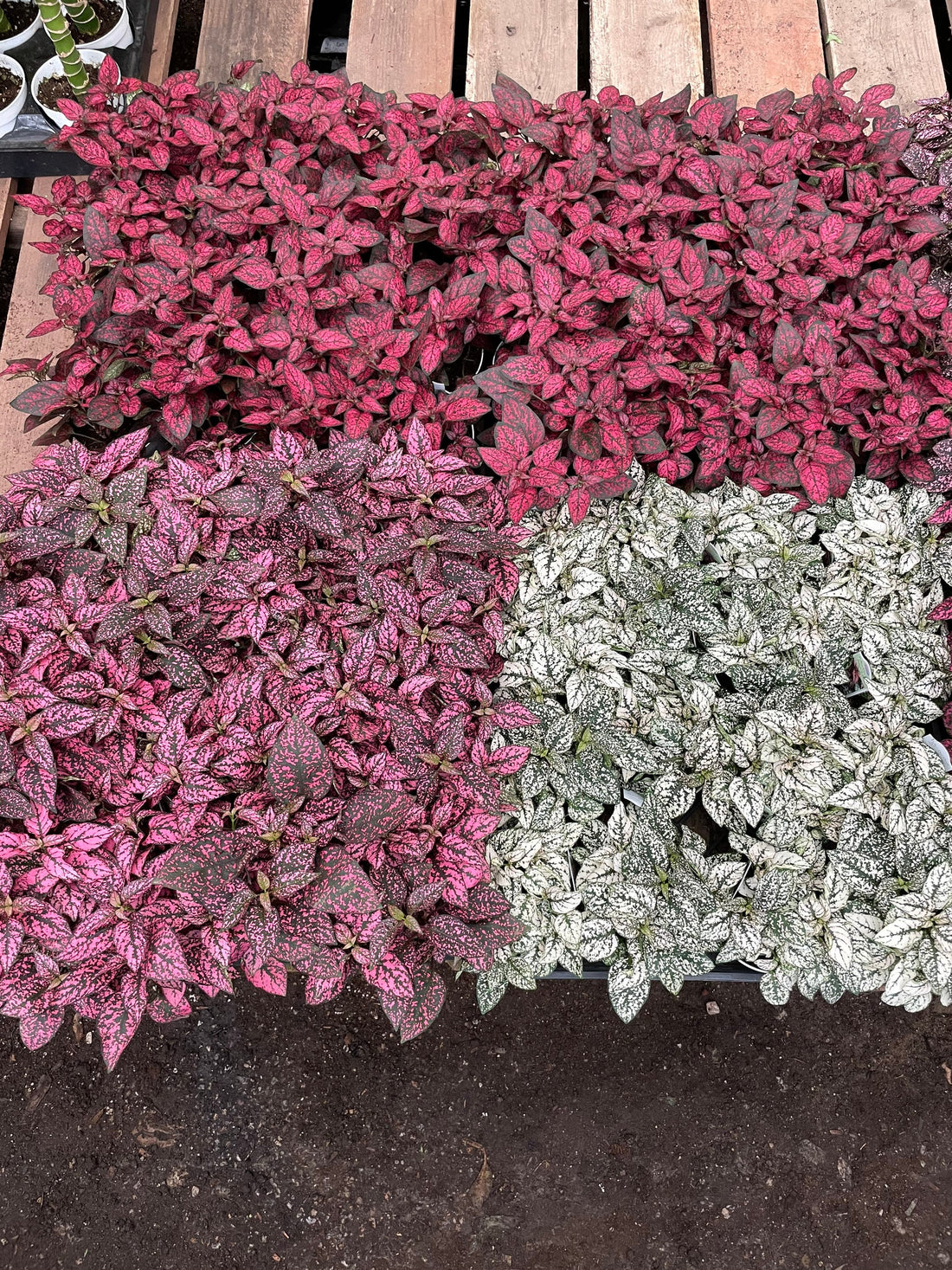 Large 4 inch polka dot plant  (not a starter ) live potted plant in growers pot- red , white or pink