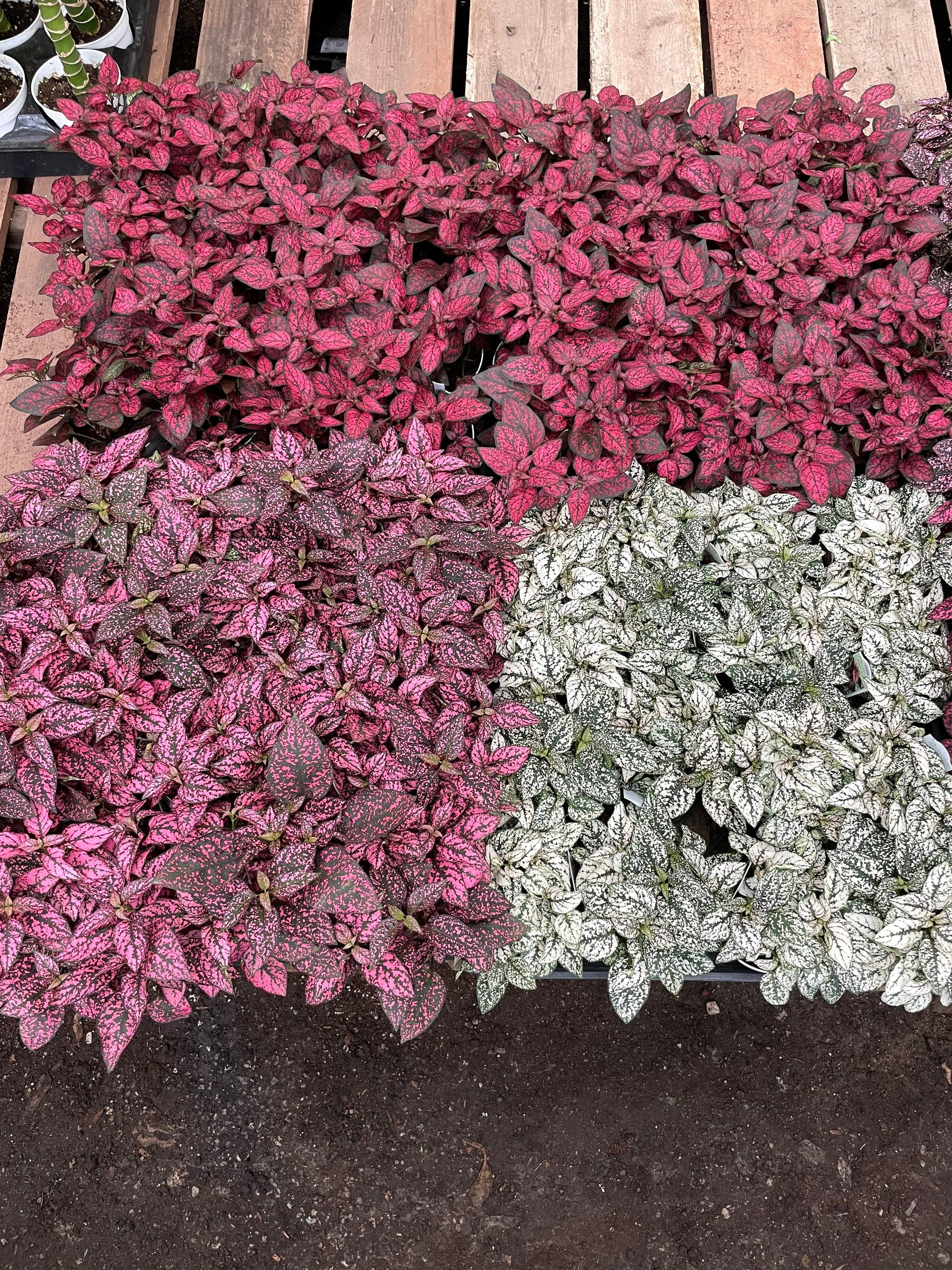 Large 4 inch polka dot plant  (not a starter ) live potted plant in growers pot- red , white or pink