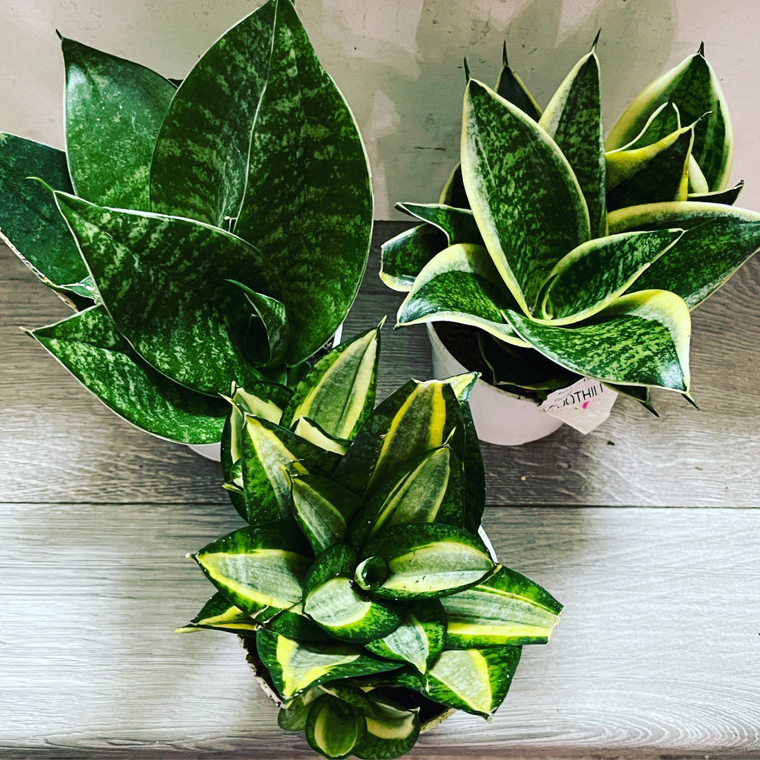 Dwarf Sansevieria Combo- trifasciata &