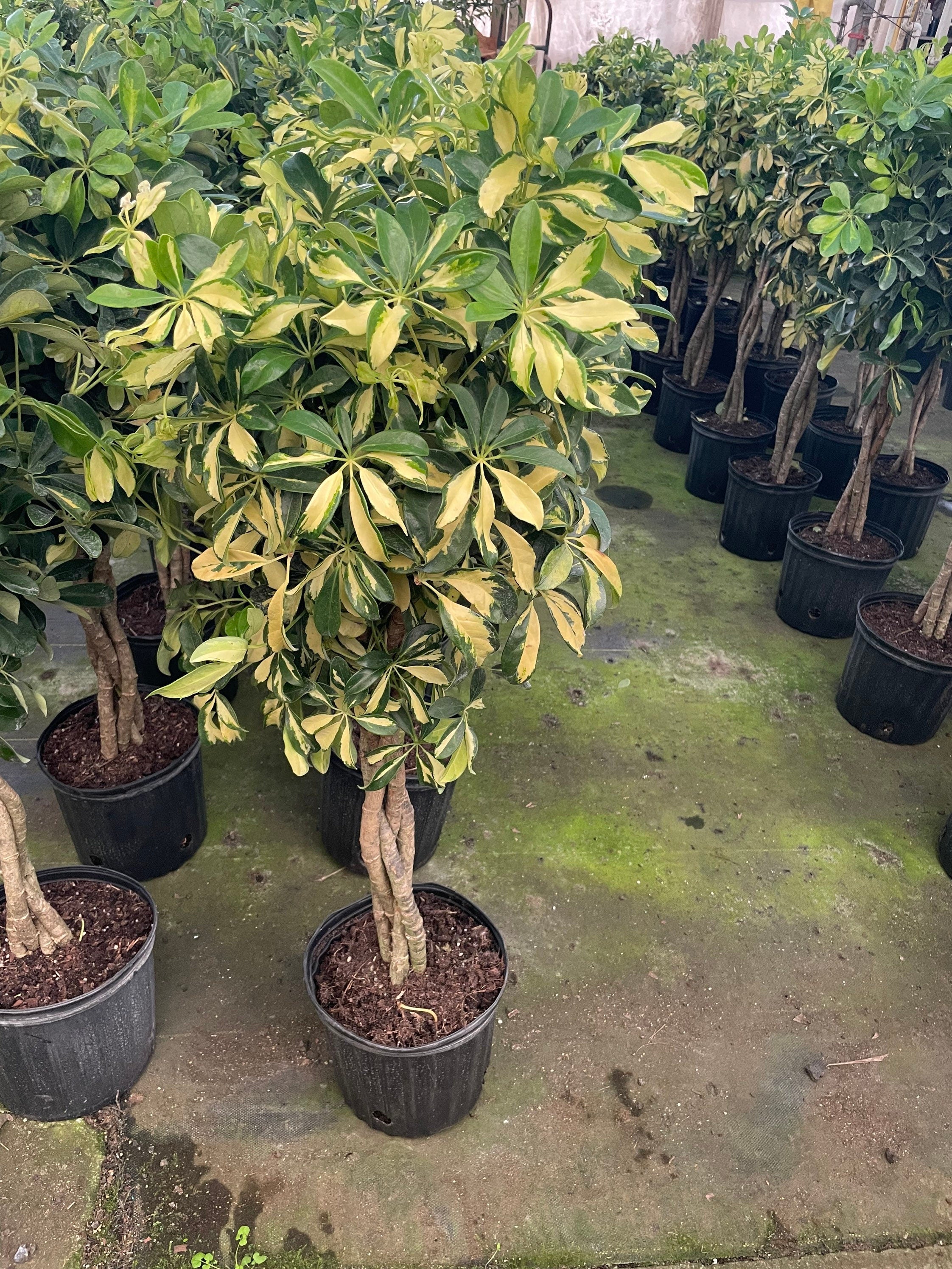 4 ft - Variegated Dwarf Umbrella Tree - Schefflera! Similar to photo not exact