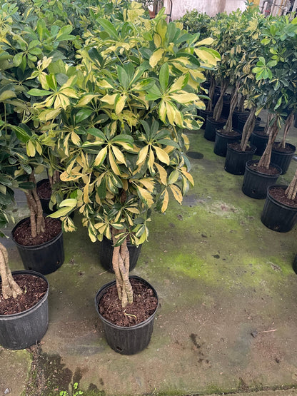 4 ft - Variegated Dwarf Umbrella Tree - Schefflera! Similar to photo not exact