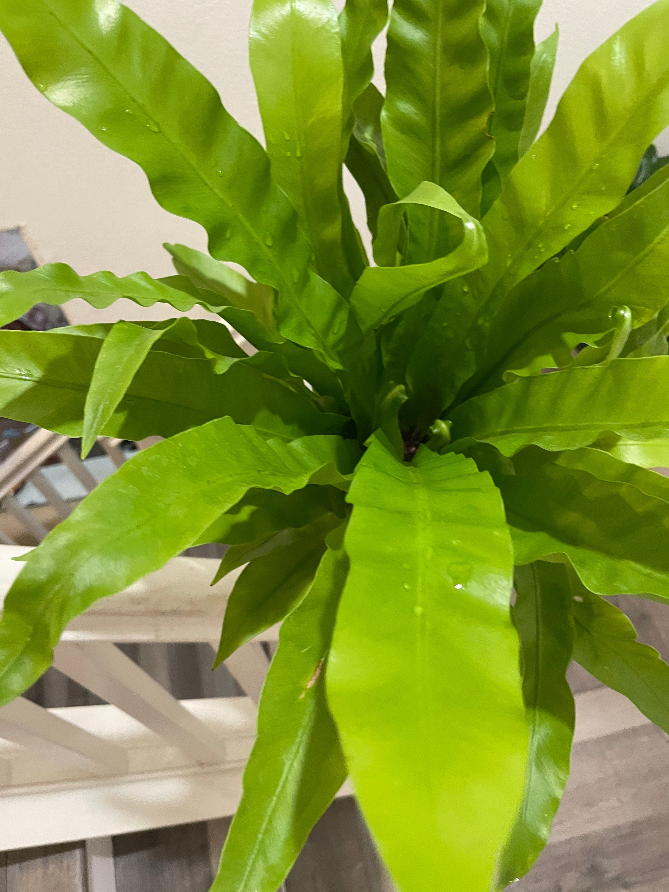 6 inch potted live plant -Birds Nest Fern -Easy care, air purifier,low light