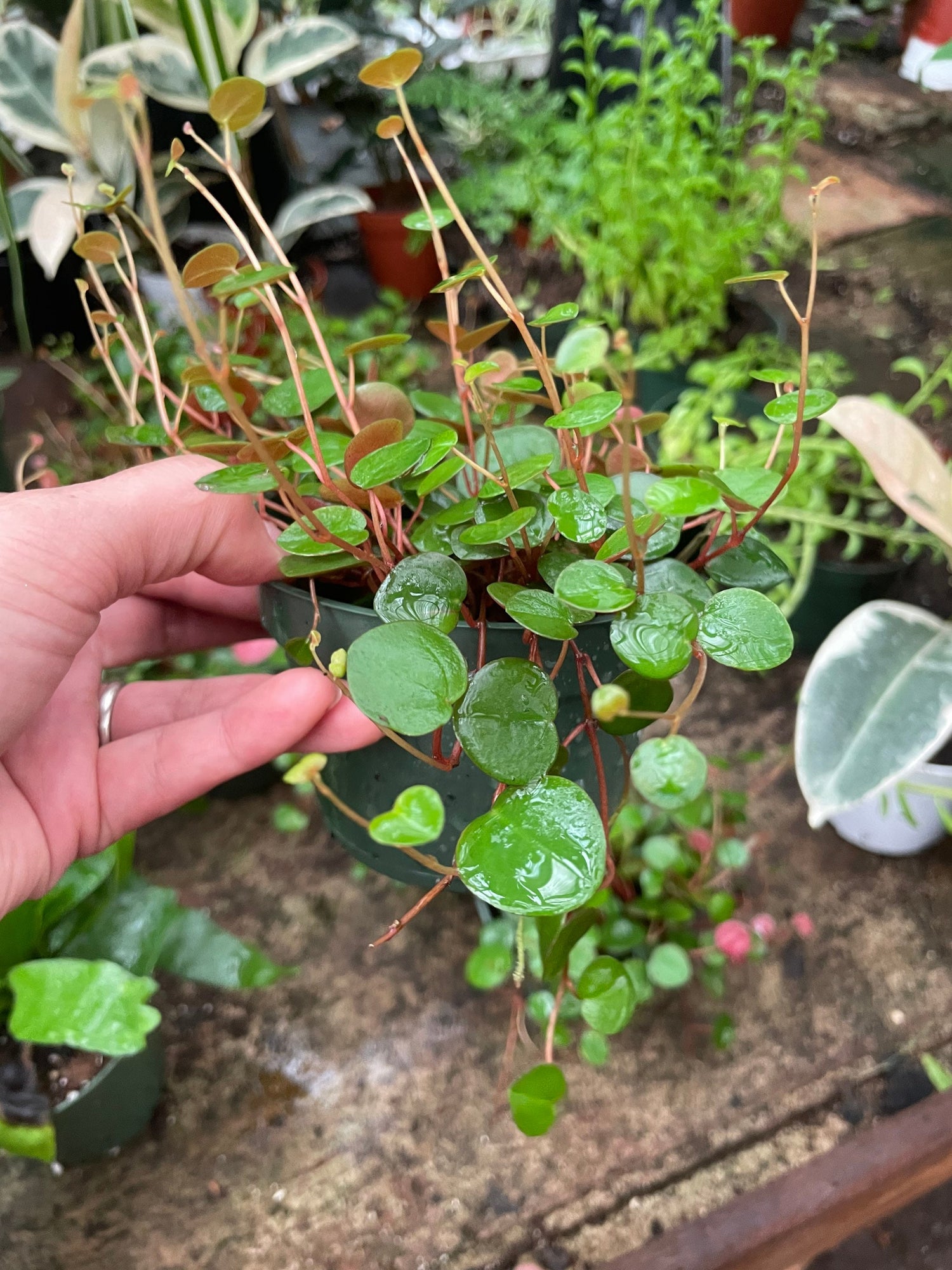 Peperomia Pepperspot Money Plant, Houseplant, Live Plant, Dorm Plant, Succulent-not exact plant -trailing