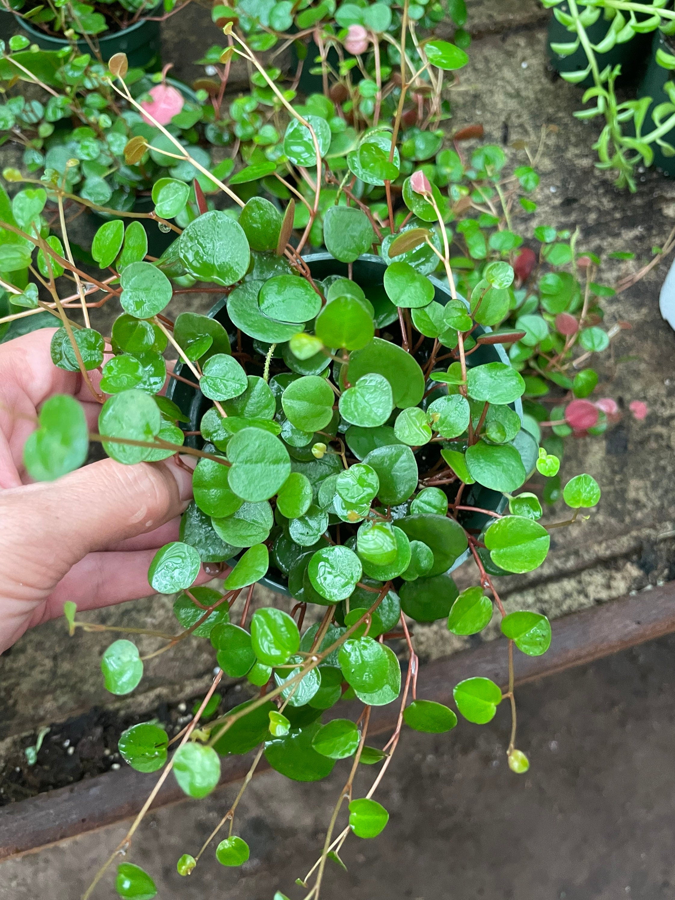 Peperomia Pepperspot Money Plant, Houseplant, Live Plant, Dorm Plant, Succulent-not exact plant -trailing