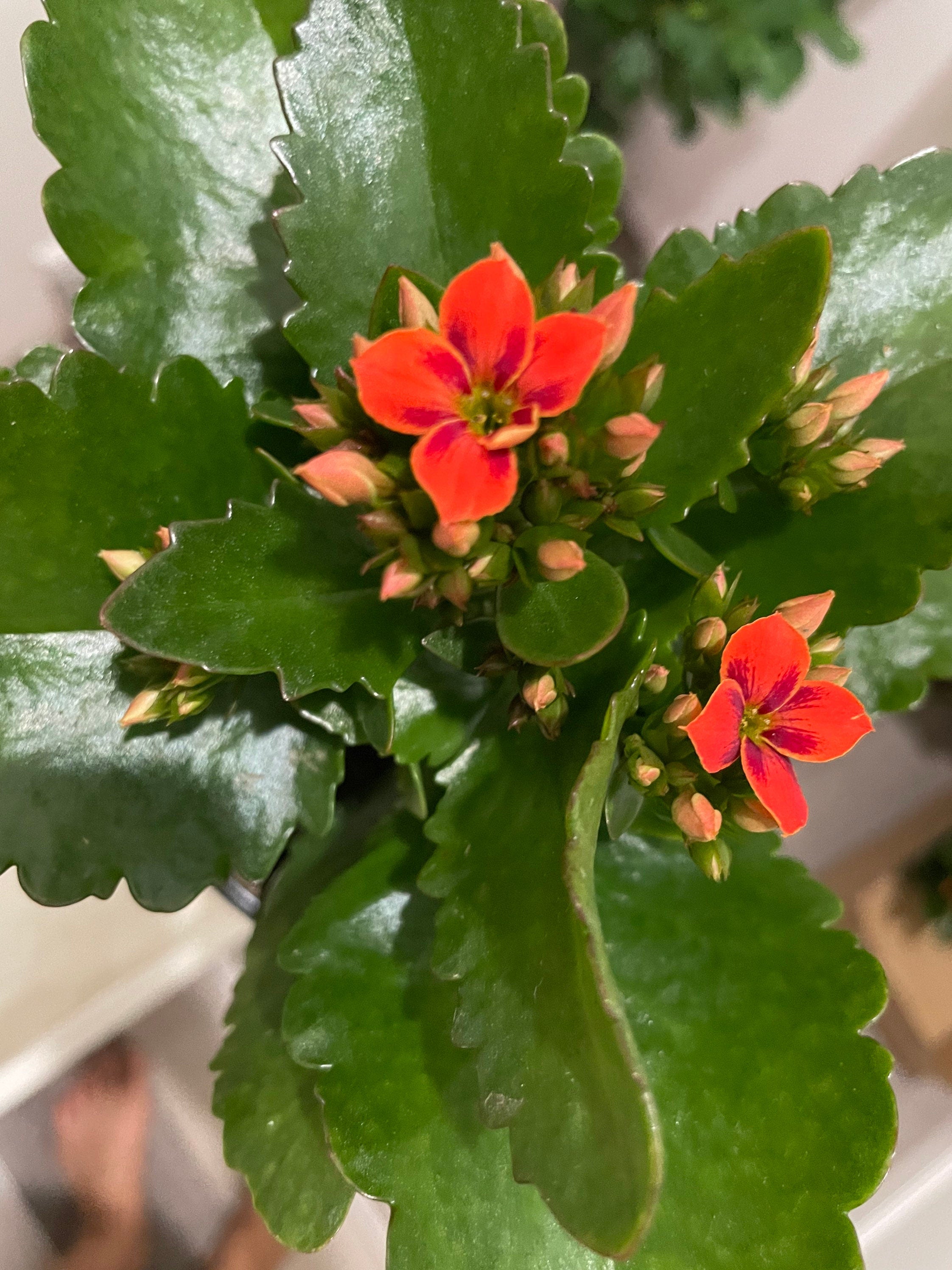 4 inch Live potted --bi color kalanchoe-orange  and black hard to find