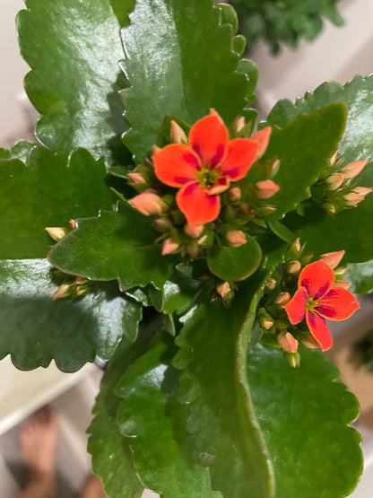 4 inch Live potted --bi color kalanchoe-orange  and black hard to find