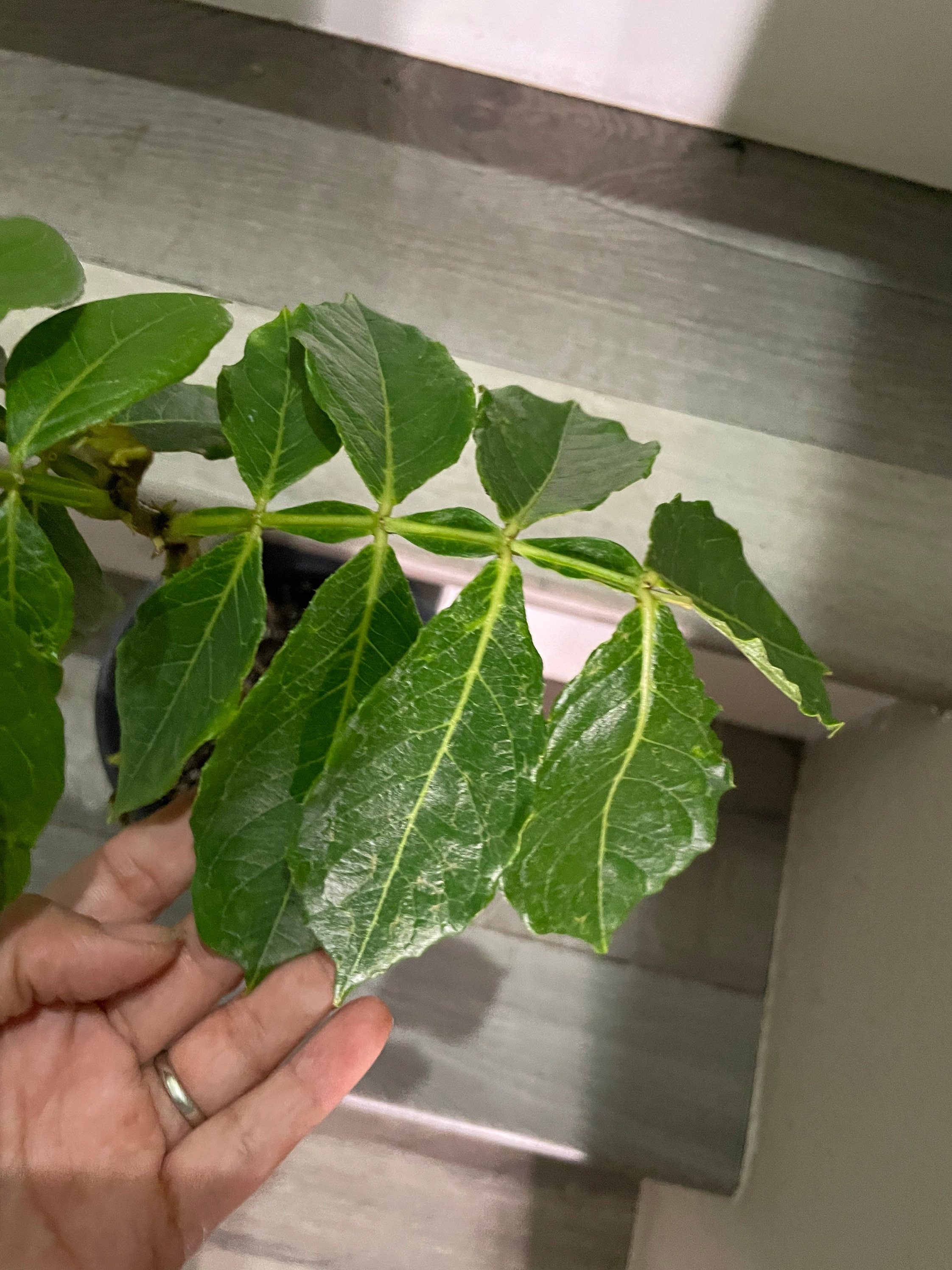 Ice Cream Bean Tree, seed grown. Sweet cotton candy like fruit-These are acclimated outdoors, grown in full sun. Expect leaf blemish