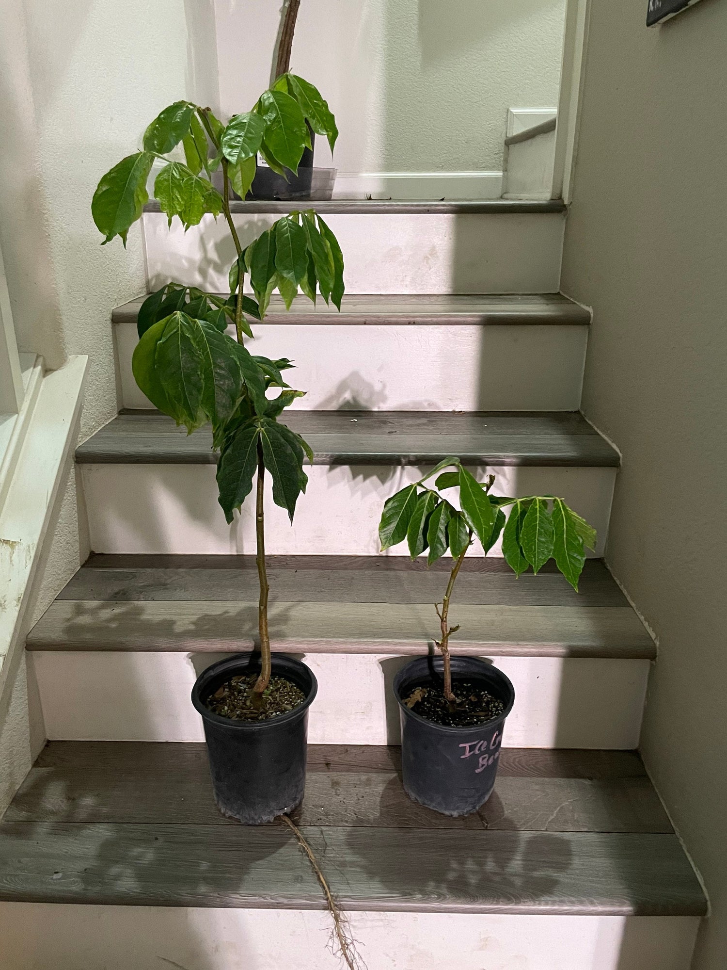 Ice Cream Bean Tree, seed grown. Sweet cotton candy like fruit-These are acclimated outdoors, grown in full sun. Expect leaf blemish