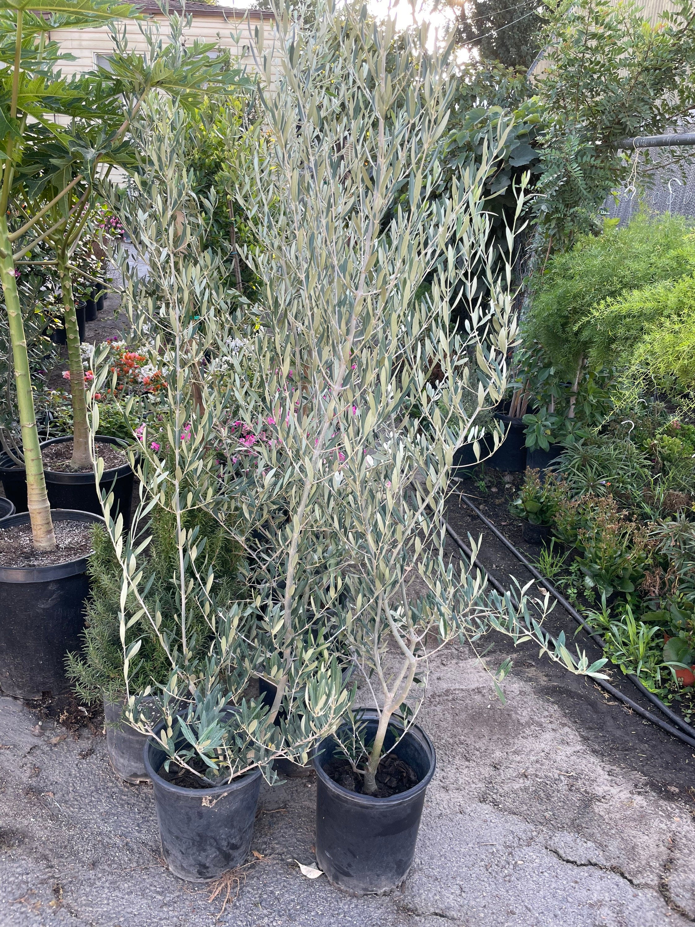 XXXL -6-7ft- Fruiting Size!!!! Live olive tree -ships in growers pot-Indoors/outdoors-easy care -hard to find this size-Arbequina Olive Tree