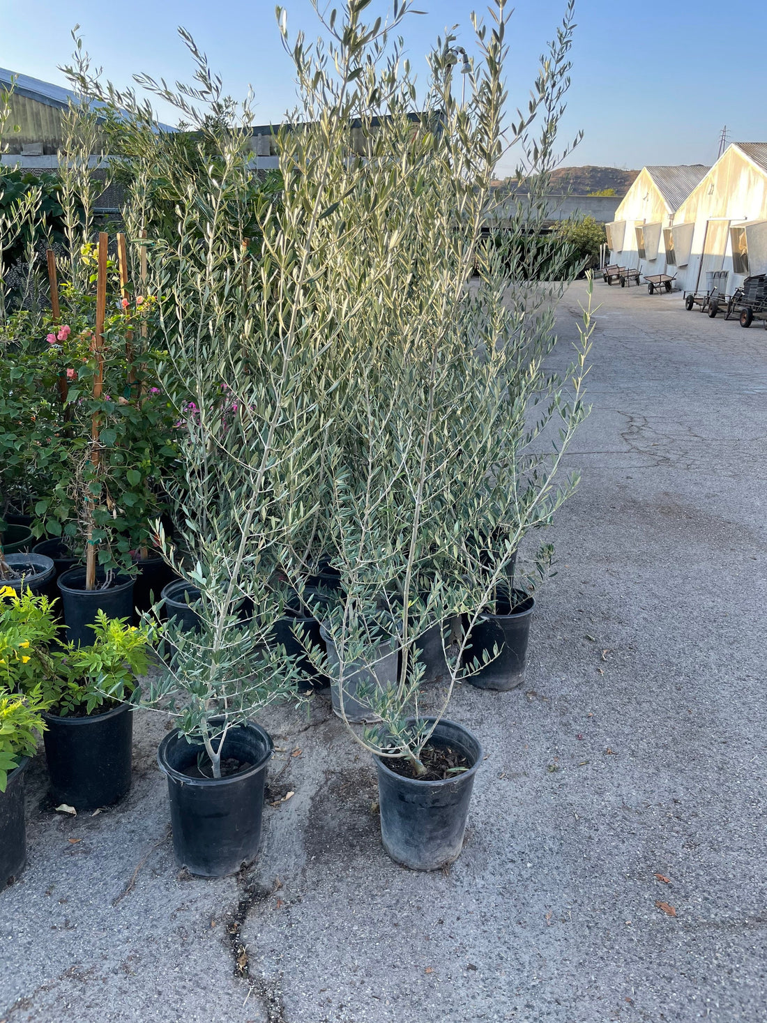 XXL -4/5 ft - Fruitless  olive tree - will be pruned for shipping -ships in growers pot-Olea Europaea ‘ Wilsonii’- fruitless-drought proof