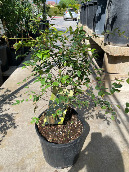 2 gallon potted exotic fruit -Jabuticaba - Brazilian grapes - large grape like fruit grows on trunks -2 to 3 years old