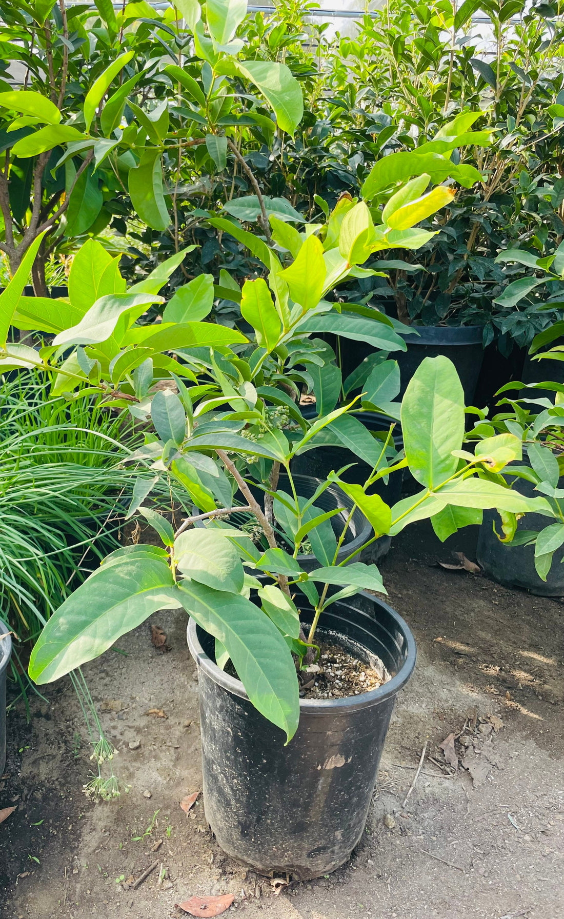 Fruiting size  -red wax apple -these are air layered from fruiting mature trees . Jambu -Malay apple-Syzygium samarangense -hard to find