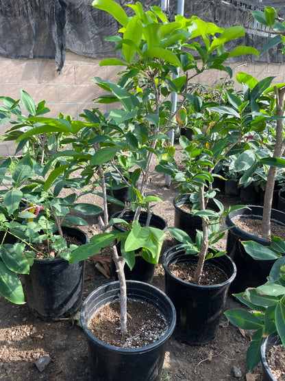 Fruiting size  -red wax apple -these are air layered from fruiting mature trees . Jambu -Malay apple-Syzygium samarangense -hard to find