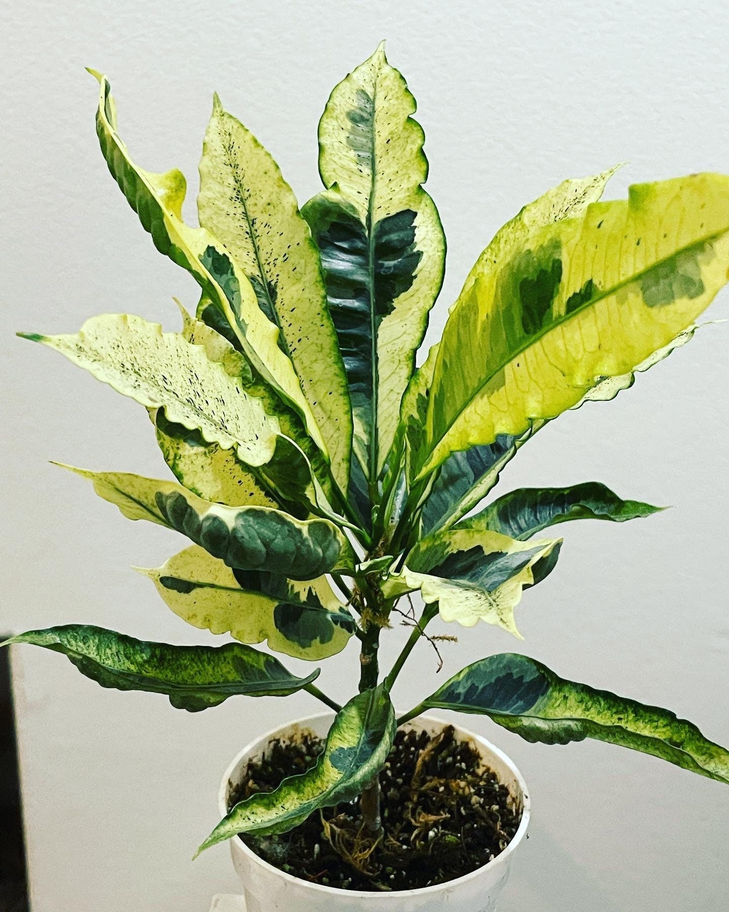 4 inch pot variegated croton Tamara -Codiaeum variegatum