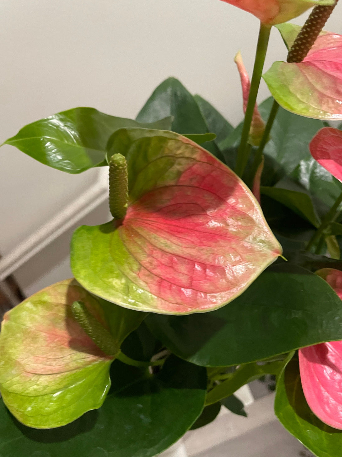 4 in potted live plant - Collectors Pink Anthurium Bicolor green and white - easy care, air purifier. This one has large blooms -vigorous