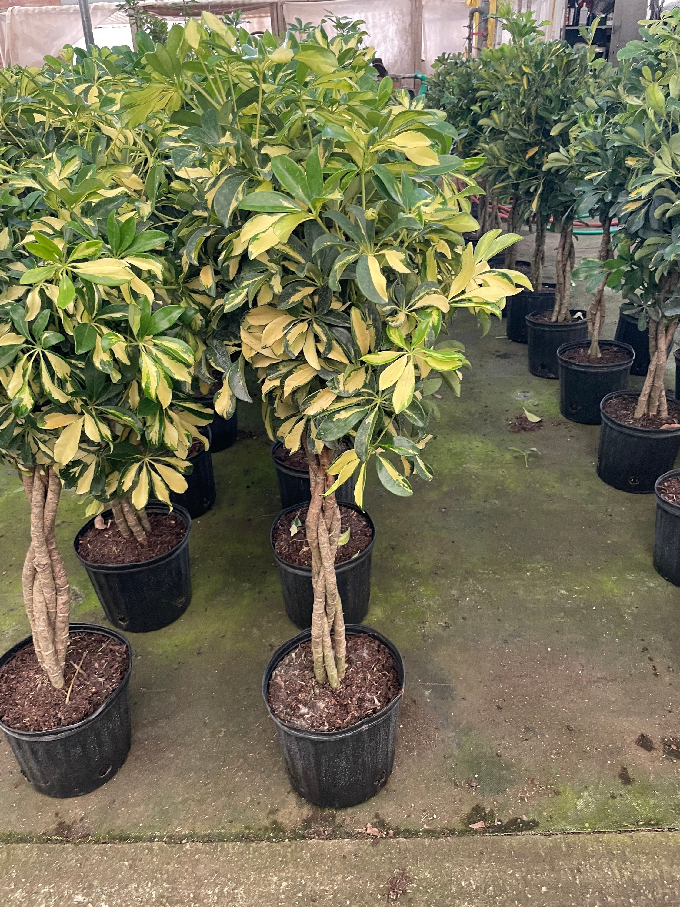 4 ft - Variegated Dwarf Umbrella Tree - Schefflera! Similar to photo not exact