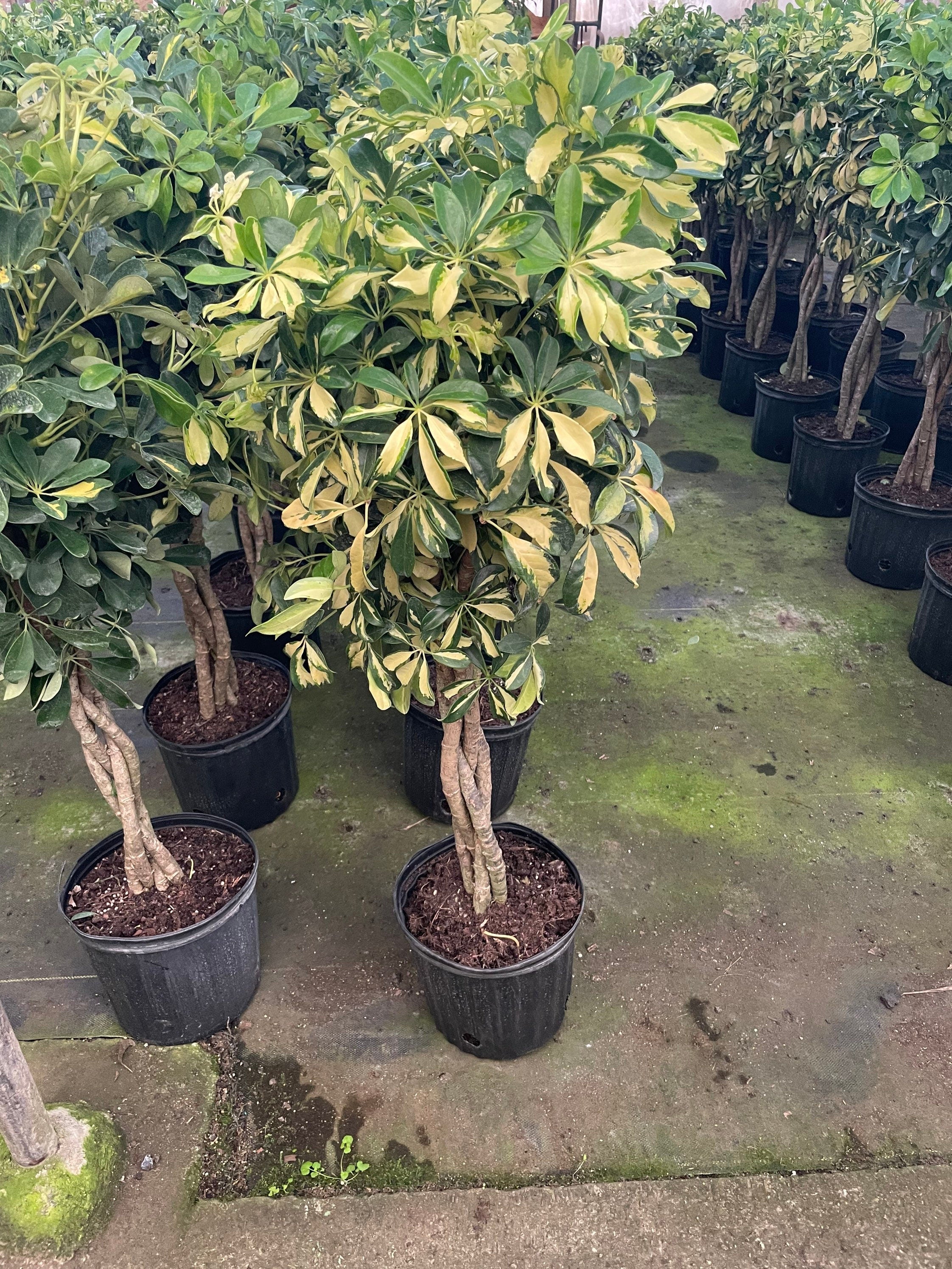 4 ft - Variegated Dwarf Umbrella Tree - Schefflera! Similar to photo not exact