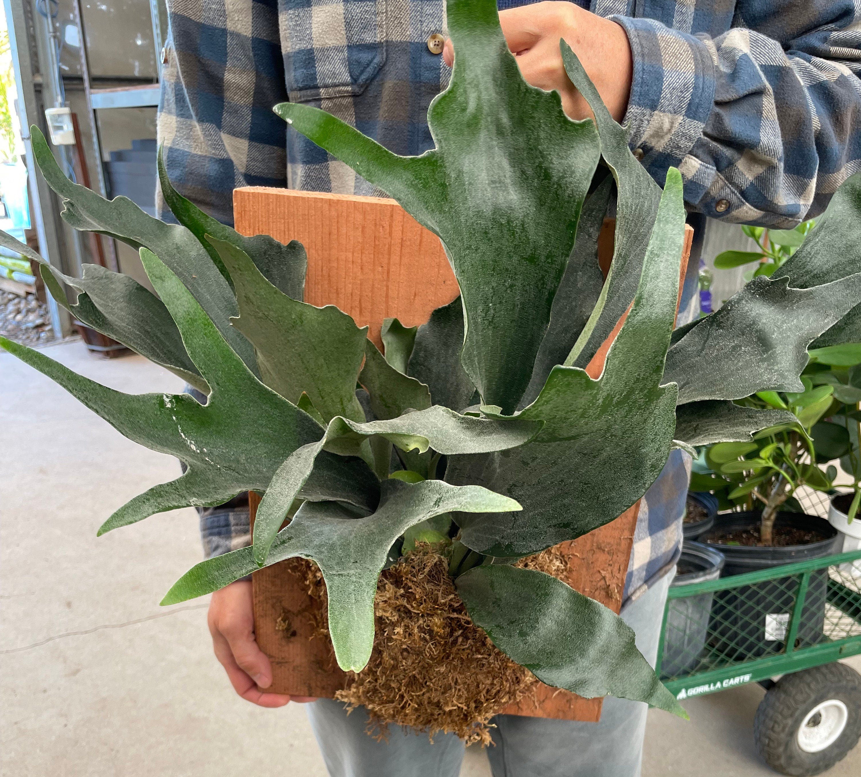 XL -16 by 6 Mounted Staghorn fern on red wood - similar to photo not exact-Platycerium bifurcatum-elkhorn fern -easy care