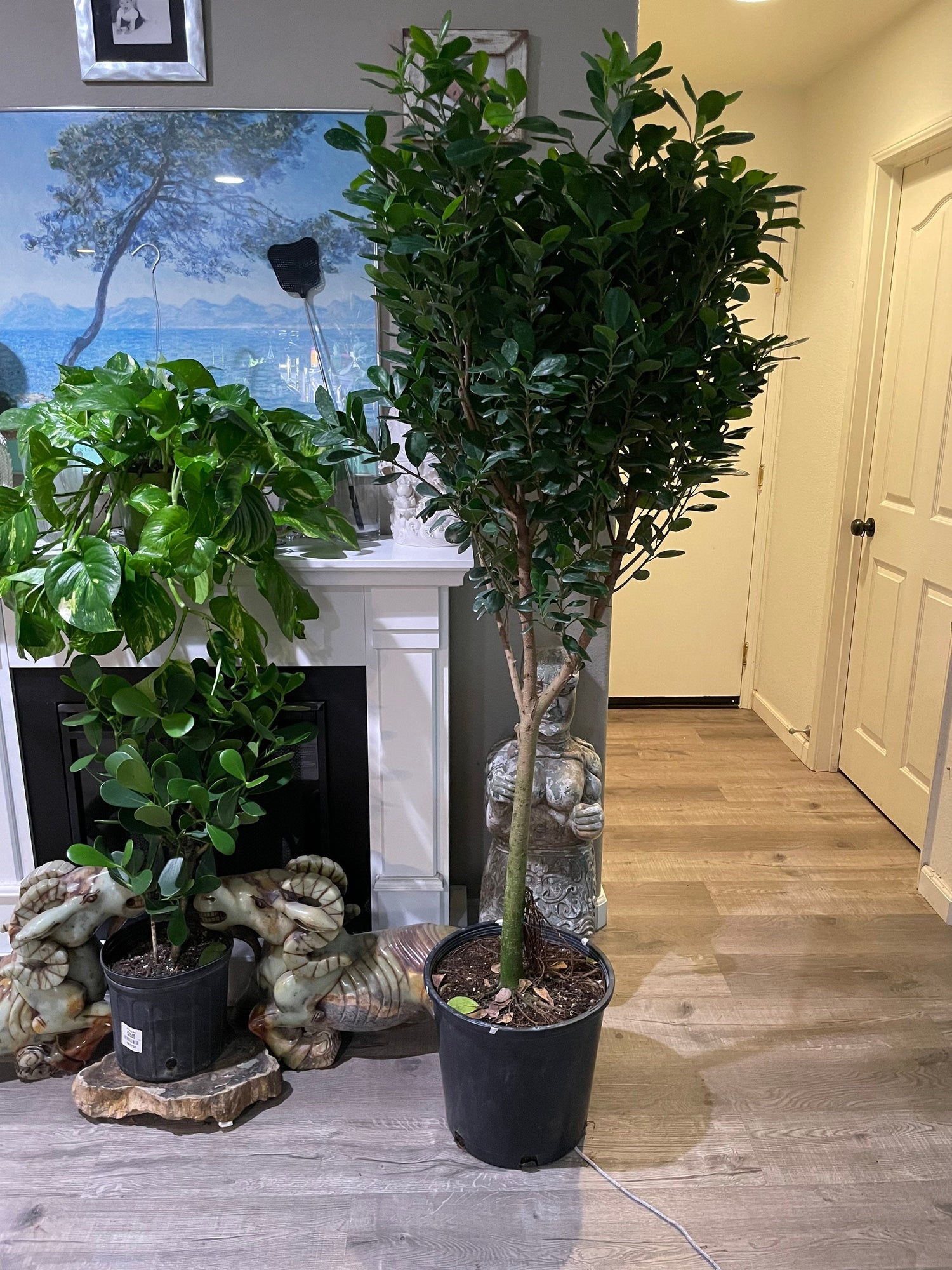 XXL - 6ft tall -Ficus Moclame in 14 inch pot  , standard tree form with thick trunk -Ships in bare root -free ground shipping-modern