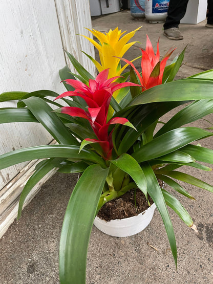 XXL- Multi colored Bromeliad planter  - easy care - brightens any dull location - just water the cups can be soilless- great gift!