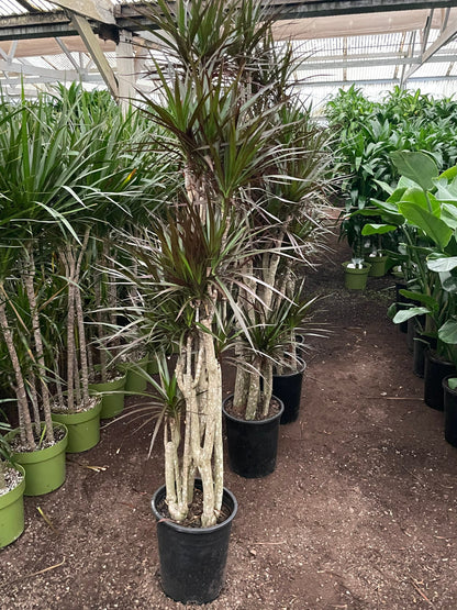 XXL -ft  -6 ft  - Dracaena Stump-Madagascar Dragon Tree-Indoor or outdoor -air purifier-easy care. -hard to find stumps this large!!!