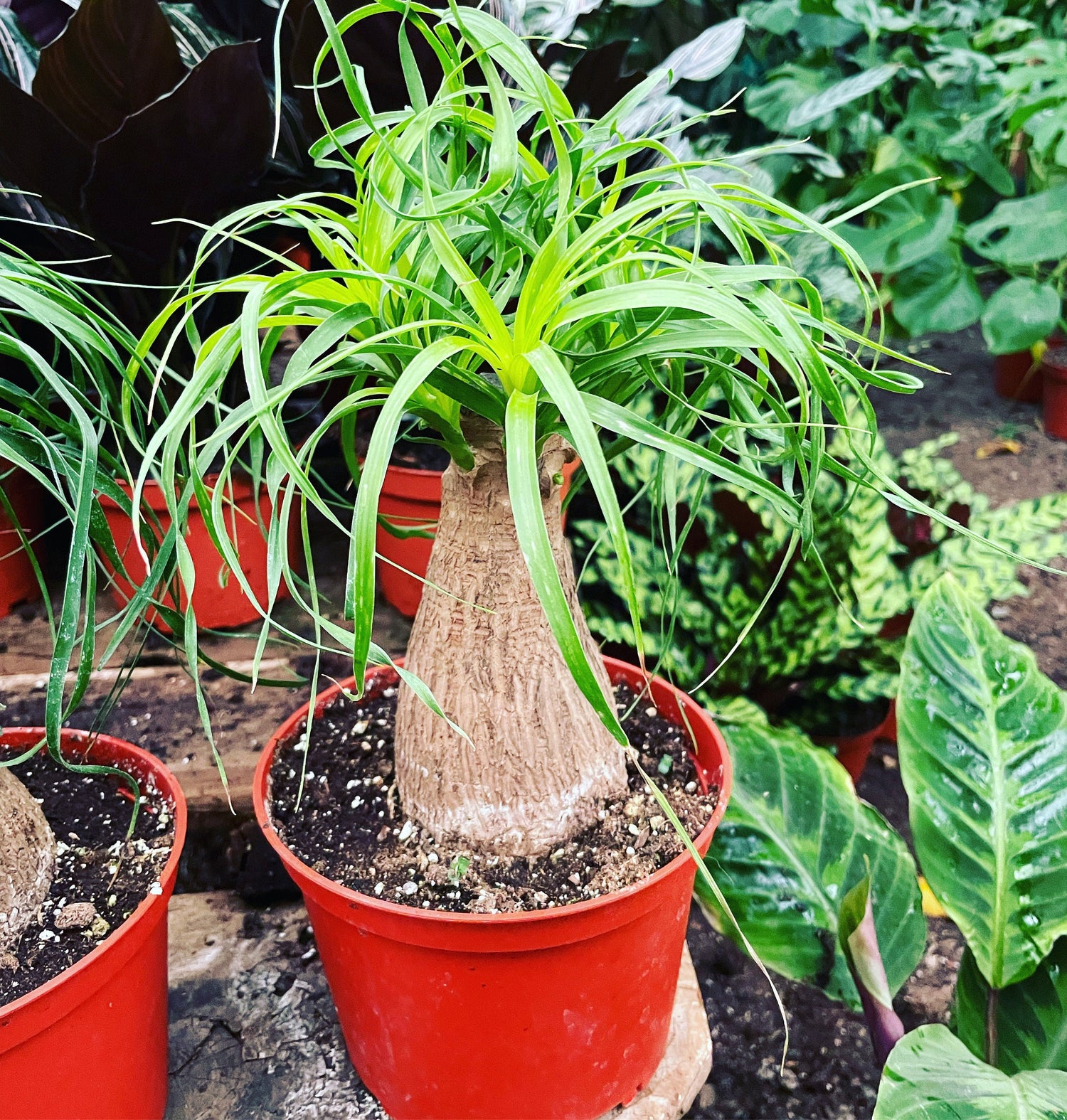 Pony Tail Palm - great for bonsai project -indoor or outdoor -low maintenance easy care-Beaucarnea recurvata -elephant foot palm