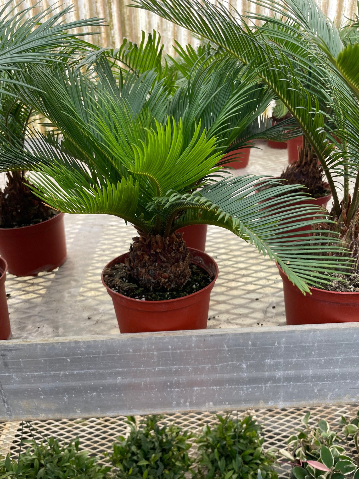 6 inch potted -Bonsai ready -Sago Palm-indoor or outdoor -low maintenance easy care-similar to picture not exact