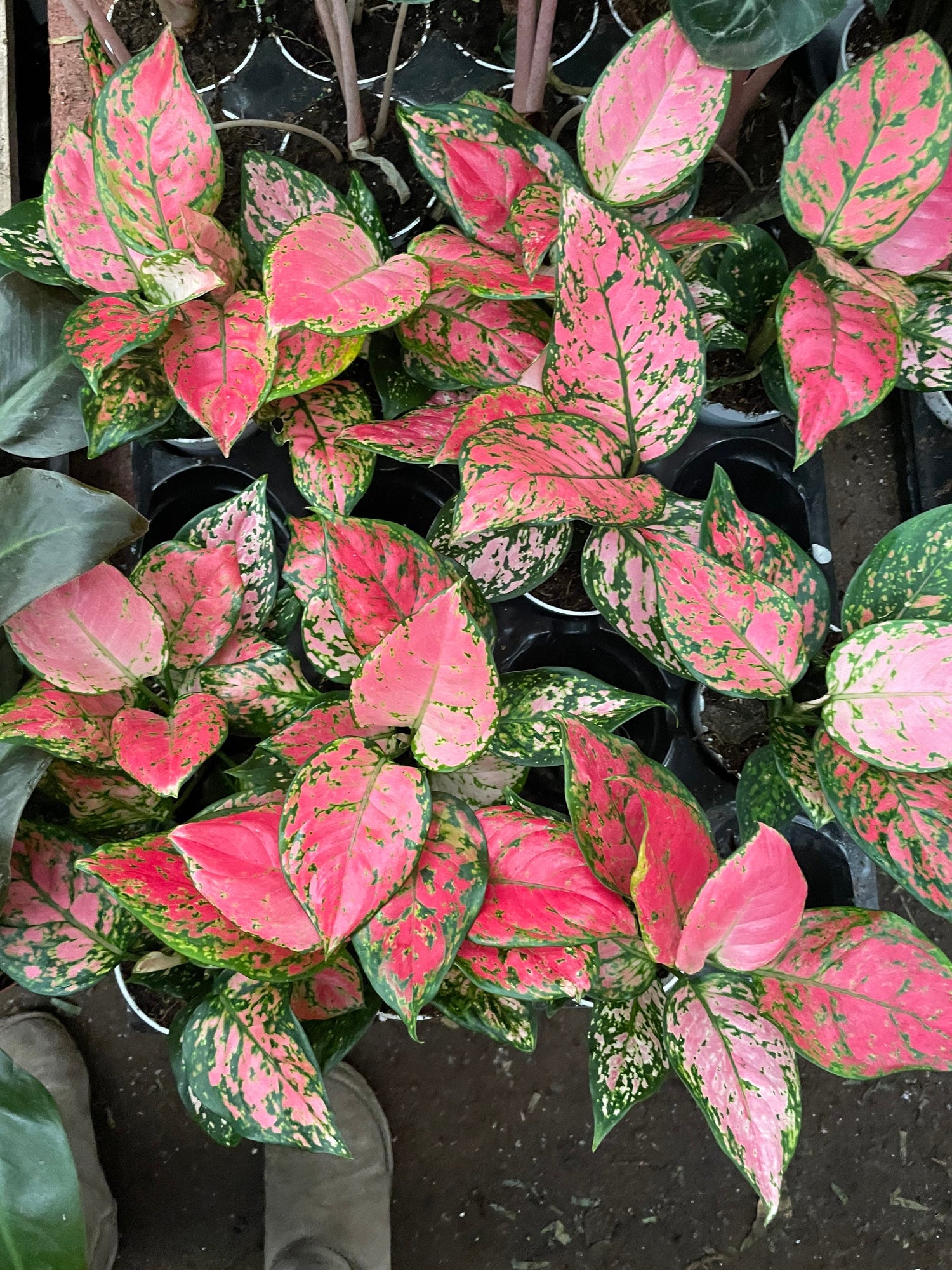 4 Inch -Dark Pink Lady Valentine Aglaonema | Pink Splash Variegated Chinese Evergreen | Air Purifying, Easy Care Plant | Rare Exotic