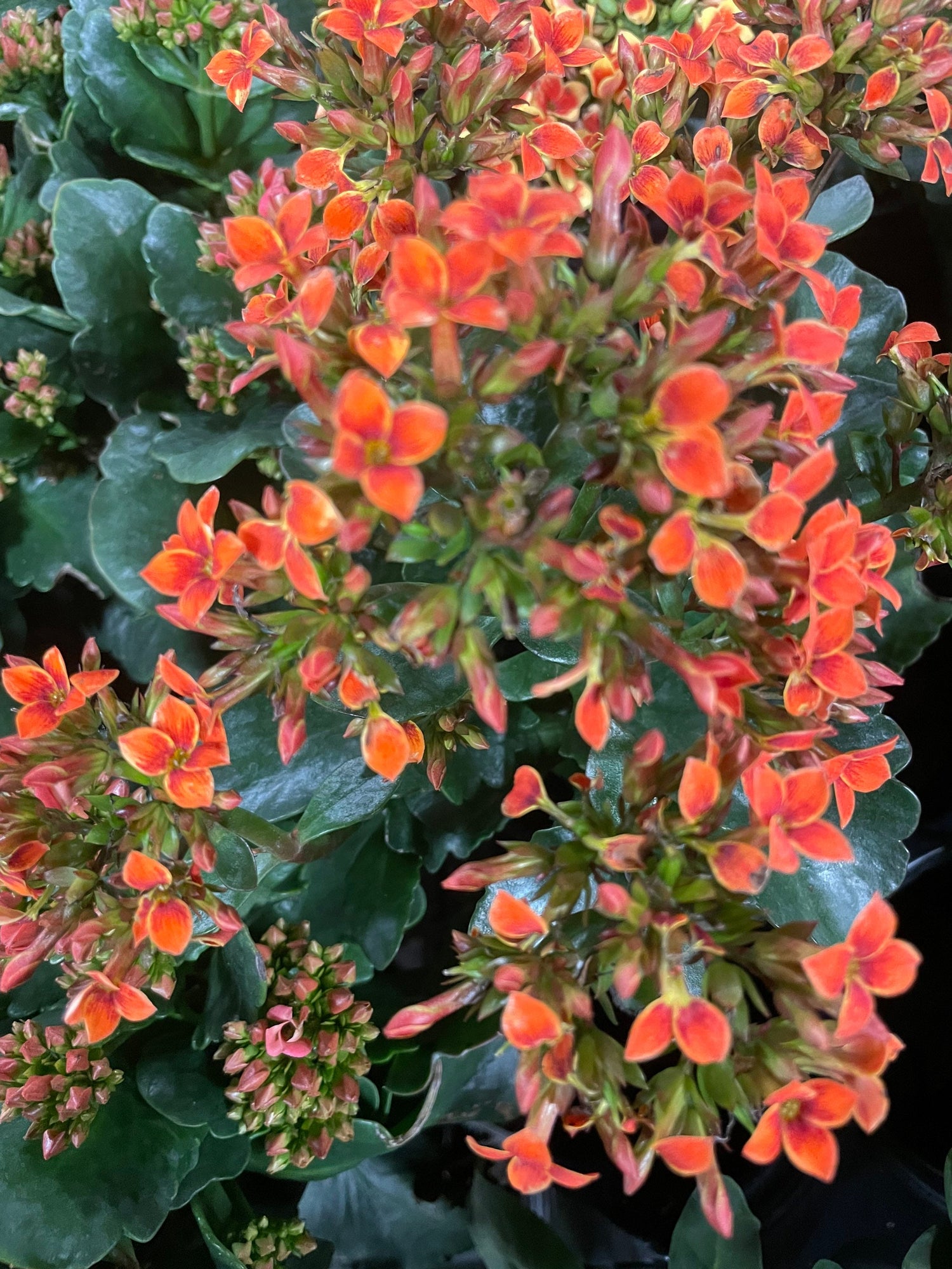 4 inch Live potted --bi color kalanchoe-orange  and black hard to find